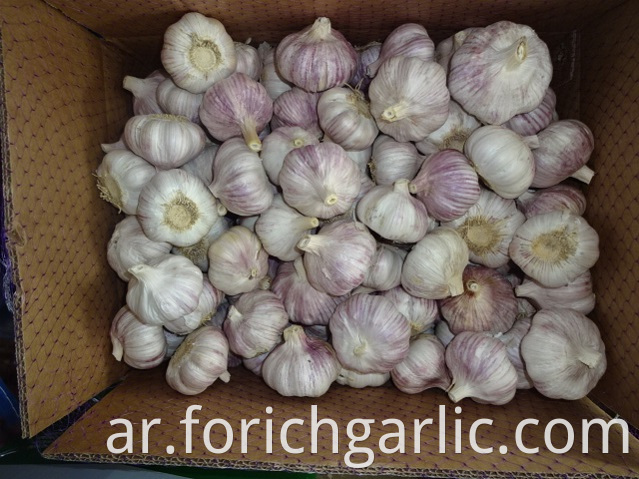 High Quality New Normal White Garlic